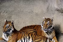 Loài hổ quý hiếm nhất hành tinh, Việt Nam tự hào sở hữu