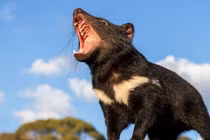 Tiếng kêu rợn tóc gáy của loài sát thủ 'hồi sinh’ sau 3.000 năm