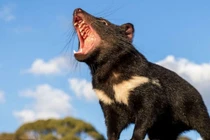 Tiếng kêu rợn tóc gáy của loài sát thủ 'hồi sinh’ sau 3.000 năm