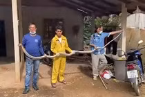  Tóm gọn 'quái thú' dài 4m 'lộng hành' trong phòng khách