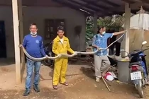  Tóm gọn 'quái thú' dài 4m 'lộng hành' trong phòng khách