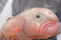 "Quái ngư" mặt buồn, môi nhệch như mếu sắp tuyệt chủng