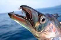 Loài cá bá đạo, 'tự sát' ngay sau khi bị bắt