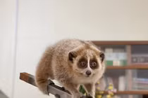 Hai cá thể Culi nhỏ được phát hiện ở Bắc Kạn là loài cực quý