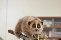 Hai cá thể Culi nhỏ được phát hiện ở Bắc Kạn là loài cực quý