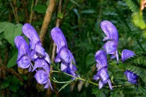 Vẻ đẹp ma mị của loài hoa kịch độc mọc nhiều ở Việt Nam