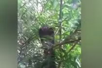 Nhìn ra cửa sổ, bé gái ghi được cảnh “quái thú” lộng hành