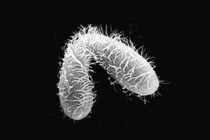 Sinh vật kỳ dị có tới 7 giới tính, kinh ngạc giới khoa học