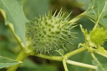 Loài cây nguy hiểm nhất thế giới, mọc đầy ở Việt Nam