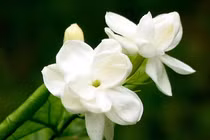 Loài hoa được coi là ‘ngọc trắng’ ở nước ngoài: Việt Nam mọc đầy