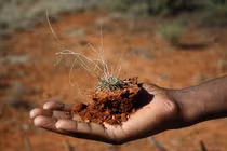 Loài cây độc lạ có khả năng tái sinh thần kỳ