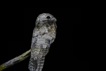 Cú gỗ: Bậc thầy tàng hình, chung thủy nhất thế giới loài chim