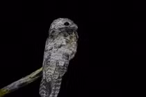 Cú gỗ: Bậc thầy tàng hình, chung thủy nhất thế giới loài chim