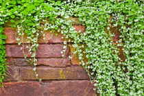 Cây cảnh thác vàng thác bạc, trồng trong nhà chiêu tài, hút lộc