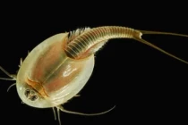 Top 10 động vật sống thọ hàng trăm triệu năm, loài người sửng sốt