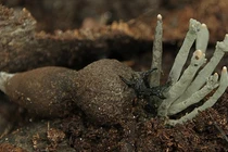 Loài nấm được ví như 'vàng đen', có tiền chưa chắc mua được