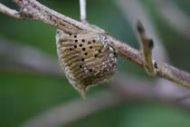 Loài côn trùng sở hữu thứ 'quý hơn vàng', có đầy ở Việt Nam