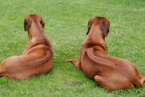 Loài chó săn được cả sư tử, chỉ số IQ cao ngất