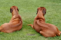 Loài chó săn được cả sư tử, chỉ số IQ cao ngất