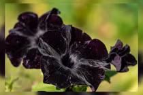 Khó tìm thấy loài hoa màu đen trên Trái đất, lý do cực bất ngờ