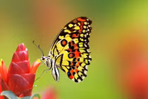 Mùa xuân phơi phới tháng 3: 5 con giáp hết nghèo, sự nghiệp nở rộ