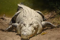 Thất kinh phát hiện 'quái vật' trong ống thoát nước đầy bùn đất