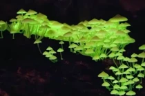 Loài nấm độc lạ nhất hành tinh, có khả năng phát sáng huyền ảo