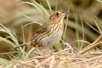 Chim mái "lăng nhăng" nhất hành tinh, tự làm tổ và nuôi con