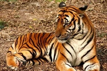 Top loài vật quý hiếm sắp tuyệt chủng, Việt Nam sở hữu một loài