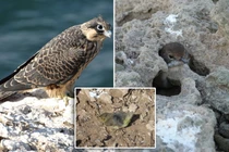 Kỳ lạ loài chim bắt sống con mồi rồi 'giam lỏng' trong khe đá