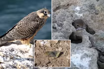 Kỳ lạ loài chim bắt sống con mồi rồi 'giam lỏng' trong khe đá