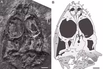 Tìm thấy 'quái vật biển' chưa từng biết, sống vào 245 triệu năm trước