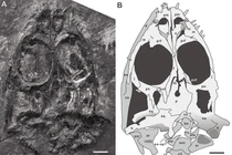 Tìm thấy 'quái vật biển' chưa từng biết, sống vào 245 triệu năm trước