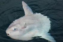 Ngoại hình kỳ lạ của loài cá lười nhác nhất hành tinh