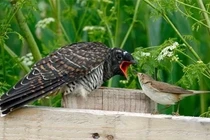 Loài chim quỷ quyệt nhất Việt Nam, tàn nhẫn từ khi sinh ra