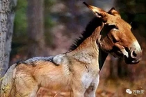 Loài sói tuyệt chủng 500.000 năm bỗng tái xuất, giới khoa học ngỡ ngàng