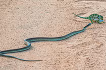 Nghẹt thở xem loài rắn độc nhất châu Phi hạ gục đối thủ