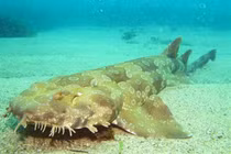 8 loài cá kỳ dị nhất hành tinh, số 6 có ở Việt Nam