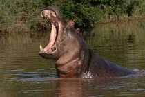 Động vật kỳ lạ sở hữu nhiều dạ dày, tiêu hóa được cả đá