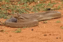 Đang nằm ngủ, bé trai 4 tuổi bị 'quái thú' trườn qua người