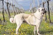 Loài chó được mệnh danh “tứ đại chiến khuyển”, đến sói còn run sợ 