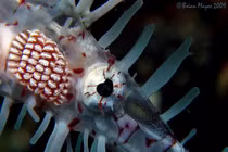 Cận cảnh loài cá 'tàng hình' quý hơn vàng ở Việt Nam