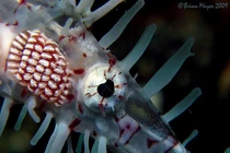 Cận cảnh loài cá 'tàng hình' quý hơn vàng ở Việt Nam