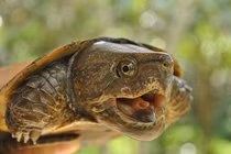 Top 8 loài rùa quý hiếm ở Việt Nam báo động tuyệt chủng