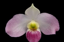 Loài hoa 'báu vật' chỉ Việt Nam có, thế giới săn lùng ráo riết