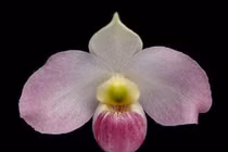 Loài hoa 'báu vật' chỉ Việt Nam có, thế giới săn lùng ráo riết