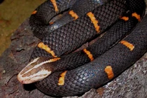 Rắn lục đầu bạc kịch độc, Việt Nam ghi nhận ở 4 tỉnh