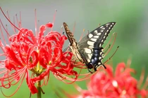 Trong nhà có cây 'ma', gia chủ xui xẻo, bất an