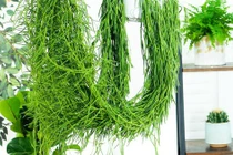 Cây cảnh tưởng lạ mà quen, thu hút tài lộc, may mắn