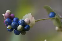 Loài cây chứa "vũ khí" khiến rắn độc khiếp vía, Việt Nam mọc đầy